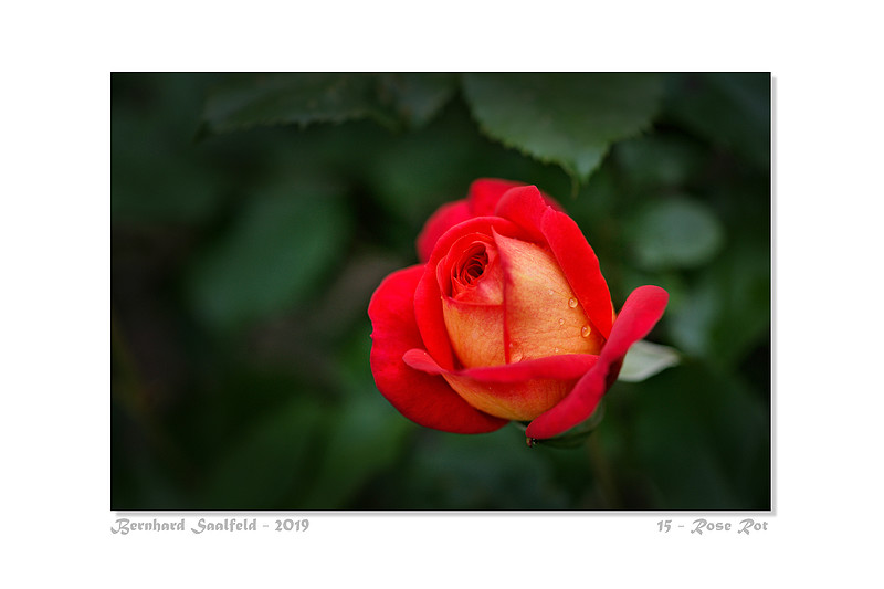 Bernhard Saalfeld - 15 - Rose Rot_800